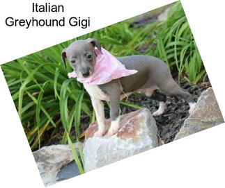 Italian Greyhound Gigi