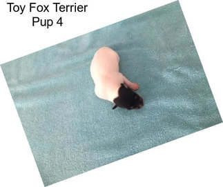 Toy Fox Terrier Pup 4