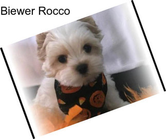 Biewer Rocco