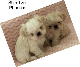 Shih Tzu Phoenix