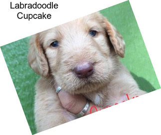 Labradoodle Cupcake