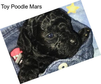 Toy Poodle Mars