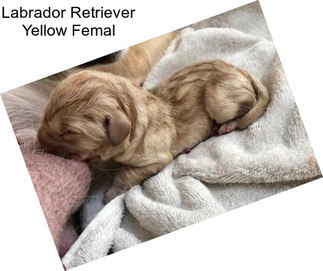 Labrador Retriever Yellow Femal