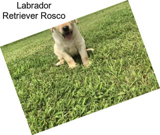 Labrador Retriever Rosco