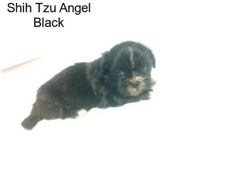 Shih Tzu Angel Black