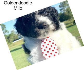 Goldendoodle Milo
