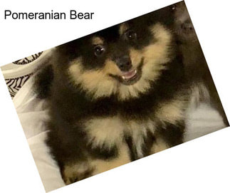 Pomeranian Bear