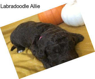 Labradoodle Allie