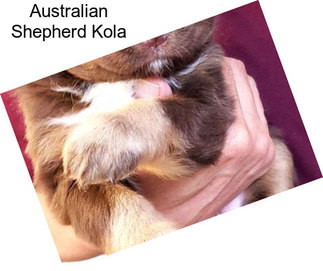 Australian Shepherd Kola