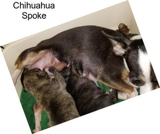 Chihuahua Spoke