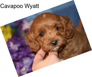 Cavapoo Wyatt