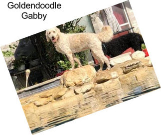 Goldendoodle Gabby