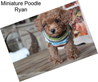 Miniature Poodle Ryan