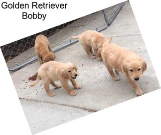 Golden Retriever Bobby