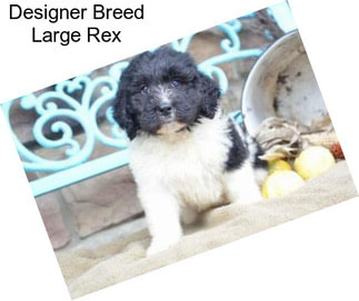 Designer Breed Large Rex