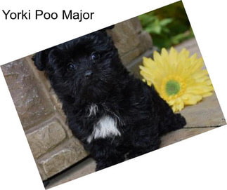 Yorki Poo Major