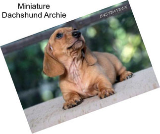 Miniature Dachshund Archie