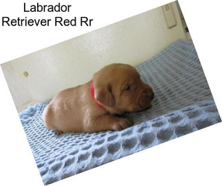 Labrador Retriever Red Rr