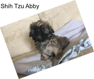 Shih Tzu Abby