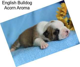 English Bulldog Acorn Aroma