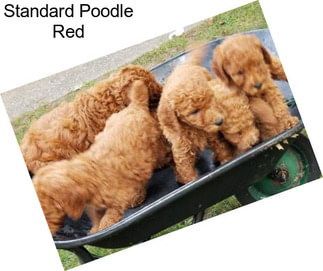 Standard Poodle Red