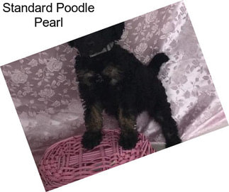 Standard Poodle Pearl