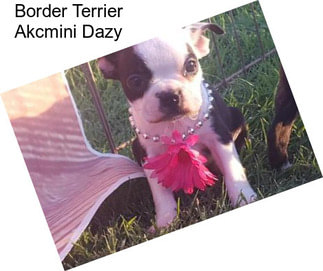 Border Terrier Akcmini Dazy
