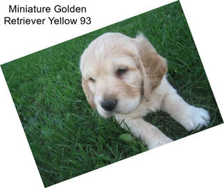 Miniature Golden Retriever Yellow 93