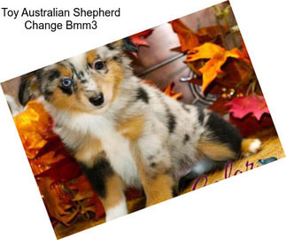 Toy Australian Shepherd Change Bmm3
