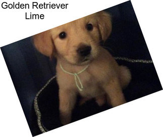 Golden Retriever Lime