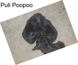 Puli Poopoo