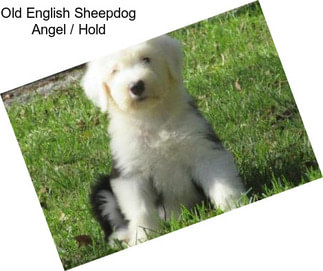 Old English Sheepdog Angel / Hold