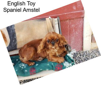 English Toy Spaniel Amstel