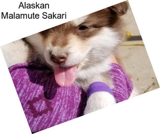 Alaskan Malamute Sakari