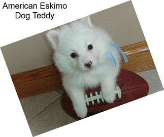 American Eskimo Dog Teddy