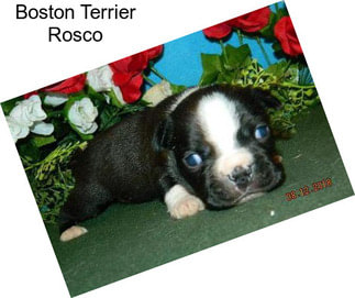 Boston Terrier Rosco