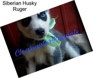 Siberian Husky Ruger