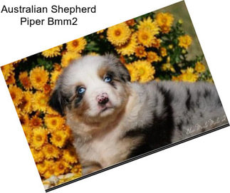 Australian Shepherd Piper Bmm2