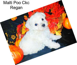 Malti Poo Ckc Regan