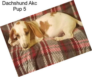 Dachshund Akc Pup 5