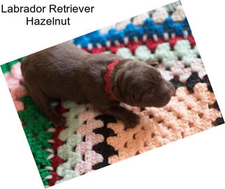 Labrador Retriever Hazelnut