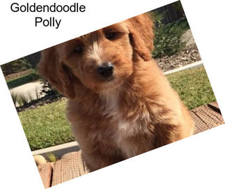 Goldendoodle Polly