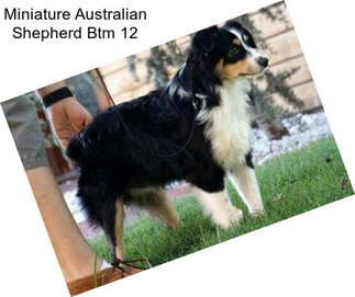 Miniature Australian Shepherd Btm 12\