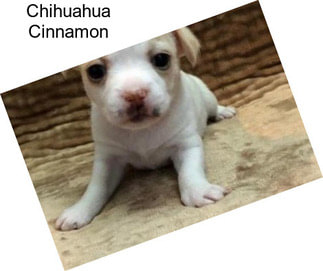 Chihuahua Cinnamon