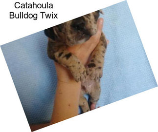 Catahoula Bulldog Twix