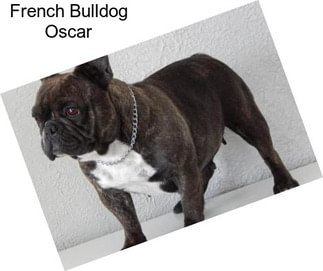 French Bulldog Oscar