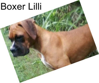 Boxer Lilli