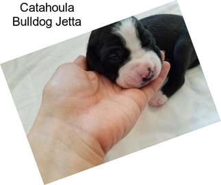 Catahoula Bulldog Jetta