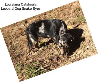 Louisiana Catahoula Leopard Dog Snake Eyes