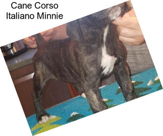 Cane Corso Italiano Minnie